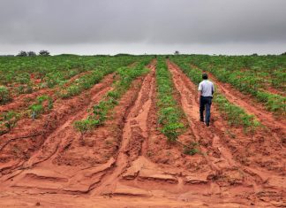 How did an ancient plant from Latin America become Asia’s second-most-important cash crop?