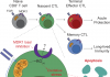 Inhibiting Cancer Drug Resistance Gene May Not Be Best Approach