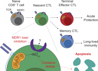 Inhibiting Cancer Drug Resistance Gene May Not Be Best Approach