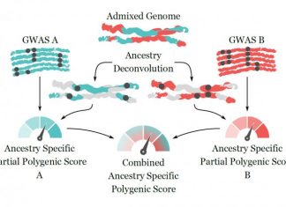 Personalized Medicine Approach May Extend Polygenic Scores to Individuals with Multiple Ancestral Origins