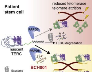 Potential New Therapies for Telomere Diseases Identified
