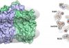 Researchers solve structure of ‘inverted’ rhodopsin