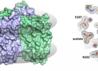 Researchers solve structure of ‘inverted’ rhodopsin