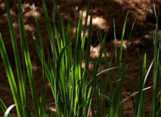 Study identifies new temperature sensing mechanism in plants