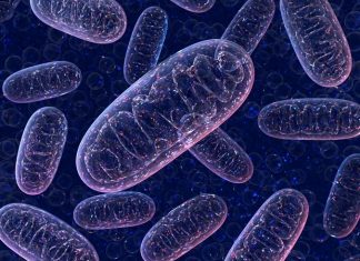 Study sheds light on how a group of novel organelle-based disorders affects cells