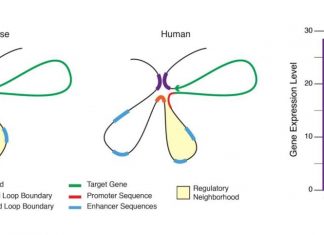 Transposable Elements’ Role in Genetic Expression Could Improve Study of Neurodegenerative Disease