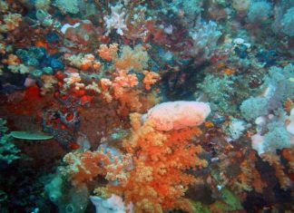 Using sponges to wipe out cancer