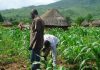 African nations warm to crop biotechnology for potential food security gains – Genetic Literacy Project