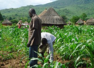 African nations warm to crop biotechnology for potential food security gains – Genetic Literacy Project