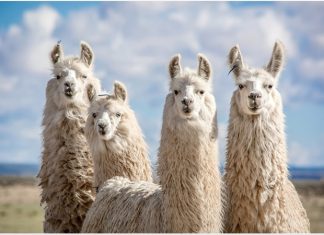 Antibody produced by llamas shows promise against SARS-CoV-2