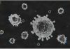 Computational immunology paves the way for SARS-CoV-2 peptide cocktail vaccine candidate