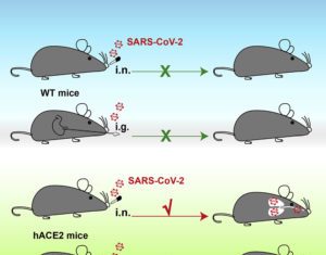 COVID-19 Mouse CRISPR Engineered to Recapitulate Human COVID-19