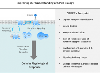 CRISPR: A New Break in the GPCR Drug Development Pipeline