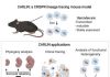 CRISPR Barcodes for Whole-Organism, Cell-by-Cell Lineage Histories
