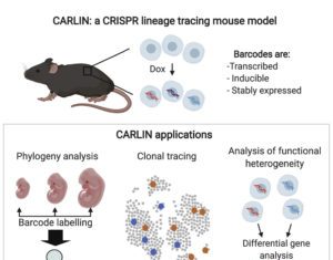 CRISPR Barcodes for Whole-Organism, Cell-by-Cell Lineage Histories