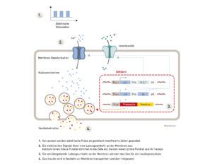 Electrogenetic Device Allows Remote Control of Cell Signaling