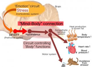Found: Neural circuit that drives physical responses to emotional stress