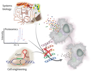 Genome Editing Helps Cell Lines “Clean Up” Their Protein Production