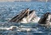 Humpback whales may risk collision with vessels in the Magellan Strait