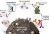 In Vaccine Design, Artificial Proteins Start Mimicking Real Immunogens