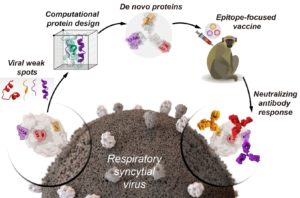 In Vaccine Design, Artificial Proteins Start Mimicking Real Immunogens