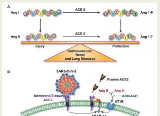 Men’s blood contains greater concentrations of enzyme that helps COVID-19 infect cells