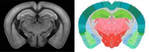 Mouse Brain Mapped in 3D at Single Cell Resolution