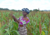 Rescuing Africa’s staple orphan crops—sorghum, millet, cowpea, cassava and sweat potato—with biotechnology could help feed millions of people – Genetic Literacy Project