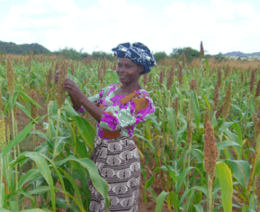 Rescuing Africa’s staple orphan crops—sorghum, millet, cowpea, cassava and sweat potato—with biotechnology could help feed millions of people – Genetic Literacy Project