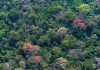 Scientists identify a temperature tipping point for tropical forests