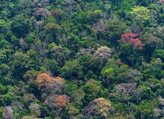 Scientists identify a temperature tipping point for tropical forests