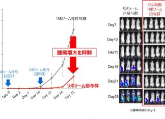 Toshiba and Shinshu University jointly develop a ‘tumor-tropic liposome technology’ for gene therapy
