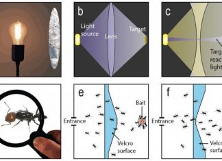 What do ants and light rays have in common when they pass through lenses?