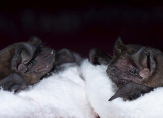 A new social role for echolocation in bats that hunt together