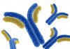 AFFiRiS announces preclinical results of monoclonal antibody mAB C6-17 in Huntington’s