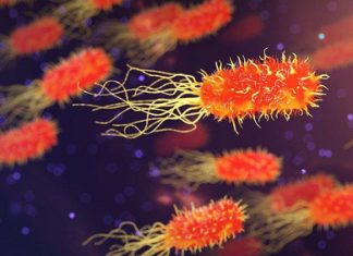 Bacterial colonisation differs by tumour type – European Biotechnology News
