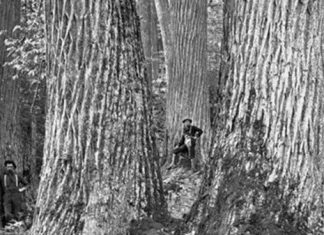 Biotechnology forestry revival projects now include elms along with American chestnuts – Genetic Literacy Project