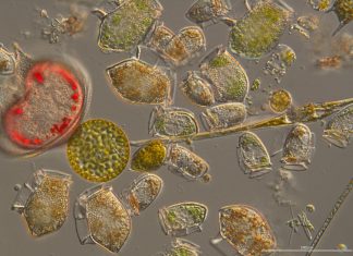 Climate change has degraded productivity of shelf sea food webs