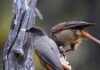 Extended parenting helps young birds grow smarter