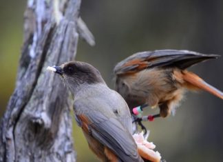 Extended parenting helps young birds grow smarter