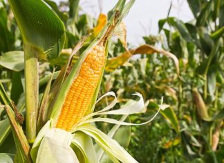 Farmers in Paraguay see major yield increases with GMO corn, despite degraded soil – Genetic Literacy Project