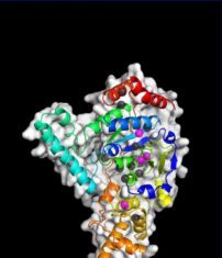 If DNA Is Broken, This Protein Breaks It More