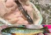 Larger streams are critical for wild brook trout conservation