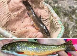 Larger streams are critical for wild brook trout conservation