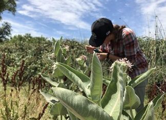 Milkweed, only food source for monarch caterpillars, ubiquitously contaminated