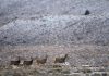 New study finds surface disturbance can limit mule deer migration