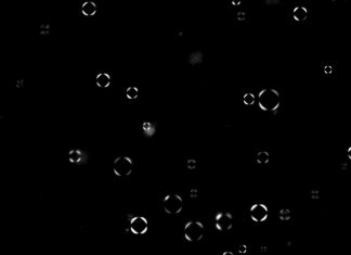 Protein and RNA Used to Create Vesicles for Potential Drug Delivery