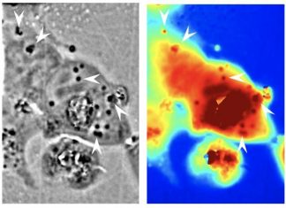 UCI scientists engineer human cells with squid-like transparency