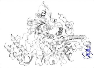 Unique mutations could weaken Indian SARS-CoV-2 strain