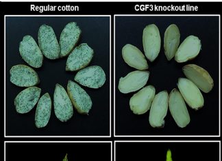 USDA announces new plant biotechnology regulations | AgriLife Today – AgriLife Today